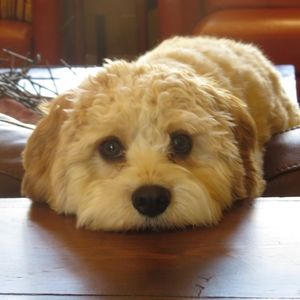 Meet your Posher, Mary lou